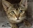 [picture of Tanga, a Domestic Short Hair tick brown cat]