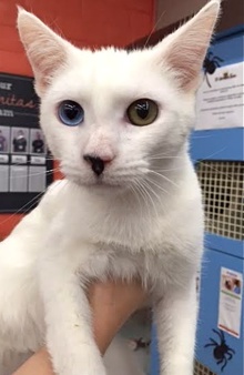 [another picture of Biscuit, a Turkish Van Mix white/black tail bi-eyed\ cat] 