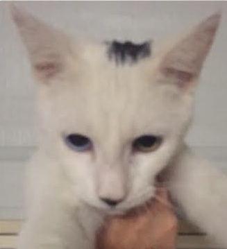 [picture of Biscuit, a Turkish Van Mix white/black tail bi-eyed cat]