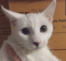 [picture of Biscuit, a Turkish Van Mix white/black tail bi-eyed\ cat] 