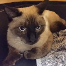 [another picture of Ming, a Siamese polydactyl chocolate point\ cat] 