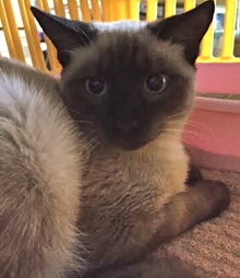 [picture of Ming, a Siamese polydactyl chocolate point cat]