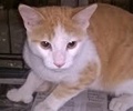 [picture of Zen, a Hemingway Polydactyl orange/white cat]