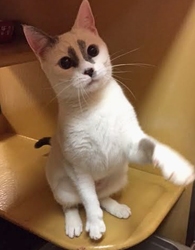 [picture of Picassa, a Siamese Mix snowshoe cat]