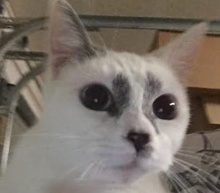 [picture of Picassa, a Siamese Mix snowshoe\ cat] 