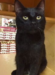 [picture of Rodrigo, a Bombay Mix black cat]