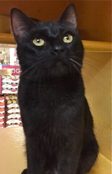 [picture of Rodrigo, a Bombay Mix black cat]