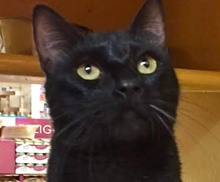 [picture of Rodrigo, a Bombay Mix black\ cat] 