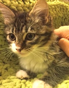 [another picture of Ronette, a Maine Coon-x gray/white tabby\ cat] 