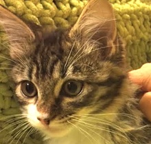 [picture of Ronette, a Maine Coon-x gray/white tabby\ cat] 