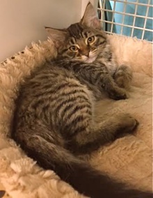 [another picture of Rosette, a Maine Coon-x brown tiger tabby\ cat] 