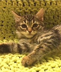 [picture of Rosette, a Maine Coon-x brown tiger tabby cat]