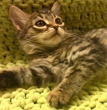 [picture of Rosette, a Maine Coon-x brown tiger tabby cat]