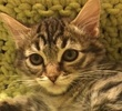 [picture of Rosette, a Maine Coon-x brown tiger tabby cat]