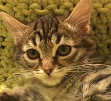 [picture of Rosette, a Maine Coon-x brown tiger tabby\ cat] 