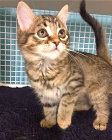 [another picture of Rockette, a Maine Coon-x brown tiger tabby\ cat] 