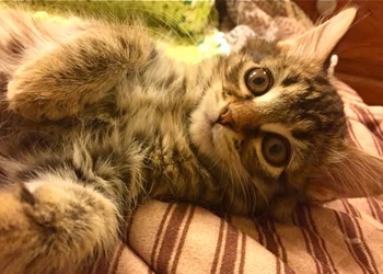 [picture of Rockette, a Maine Coon-x brown tiger tabby cat]