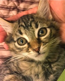 [picture of Rockette, a Maine Coon-x brown tiger tabby cat]