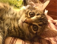 [picture of Rockette, a Maine Coon-x brown tiger tabby\ cat] 