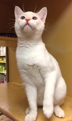 [picture of Snowball, a Siamese Flame point cat]