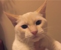 [picture of Snowball, a Siamese Flame point cat]