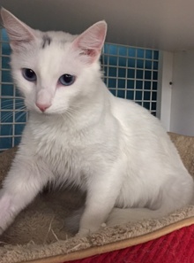 [another picture of Kindness, a Turkish Van Mix white\ cat] 