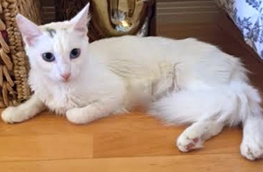 [picture of Kindness, a Turkish Van Mix white cat]