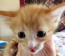 [picture of Pumpkins, a Domestic Medium Hair orange\ cat] 
