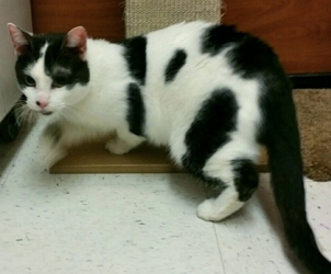 [picture of Jordana, a Domestic Short Hair black/white cat]