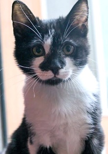 [another picture of Jingle, a Domestic Short Hair black/white face\ cat] 