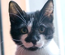 [picture of Jingle, a Domestic Short Hair black/white face\ cat] 