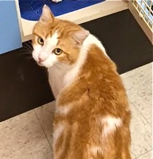 [another picture of B.O.G (big Orange Guy), a Domestic Short Hair white/orange\ cat] 