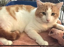 [picture of B.O.G (big Orange Guy), a Domestic Short Hair white/orange cat]