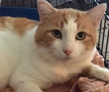 [picture of B.O.G (big Orange Guy), a Domestic Short Hair white/orange\ cat] 