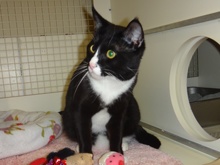 [another picture of King, a Domestic Short Hair black/white tuxedo\ cat] 