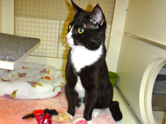 [picture of King, a Domestic Short Hair black/white tuxedo cat]