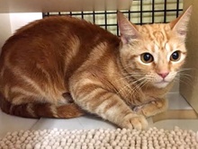 [another picture of Ginger, a Domestic Short Hair swirl orange\ cat] 