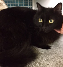 [picture of Lenoir, a Domestic Long Hair black cat]
