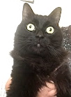 [picture of Lenoir, a Domestic Long Hair black cat]