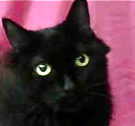 [picture of Lenoir, a Domestic Long Hair black\ cat] 