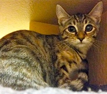 [another picture of Tabitha, a Domestic Short Hair gray tabby\ cat] 