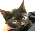 [picture of Poki, a Domestic Short Hair black cat]