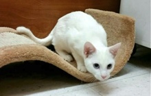 [another picture of Shiro, a Domestic Short Hair white w/blue eyes\ cat] 