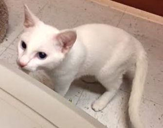 [picture of Shiro, a Domestic Short Hair white w/blue eyes cat]