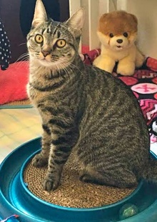 [picture of Kadance, a Domestic Short Hair brown tabby cat]