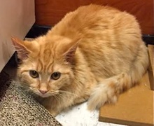 [another picture of Mango, a Domestic Long Hair orange\ cat] 