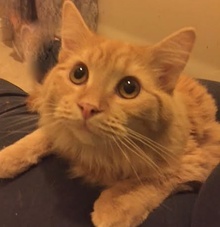 [picture of Mango, a Domestic Long Hair orange cat]