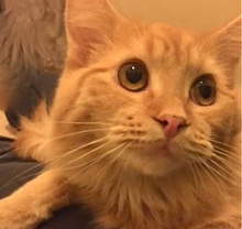 [picture of Mango, a Domestic Long Hair orange\ cat] 