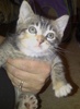 [another picture of Amber, a Domestic Medium Hair torbie\ cat] 