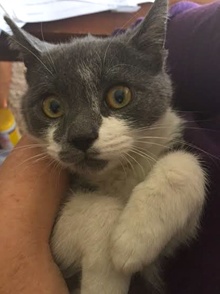 [picture of Delmar, a Russian Blue Mix blue/white cat]